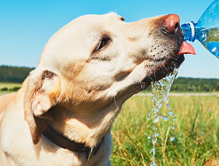 keep your pet hydrated