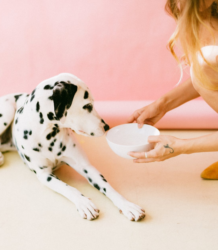 dalmatian sniffing a bowl of food